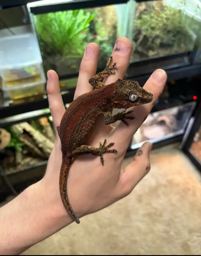 Gargoyle Geckos