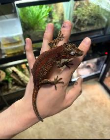 Gargoyle Geckos