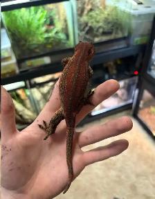 Gargoyle Geckos - Photo 2