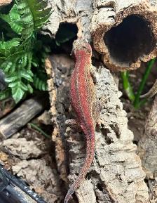 Gargoyle Geckos - Photo 3