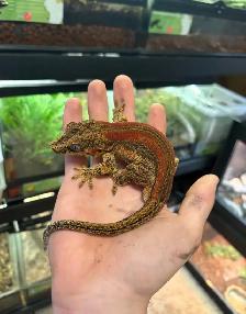 Gargoyle Geckos - Photo 4