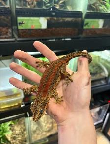 Gargoyle Geckos - Photo 5