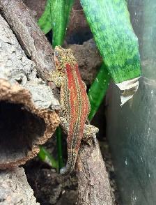 Gargoyle Geckos - Photo 6