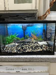 Aqueon 10 Gallon Aquarium Kit
