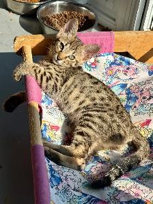 F4/F7SBT Savannah kittens regis.TICA