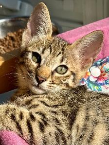 F4/F7SBT Savannah kittens regis.TICA - Photo 2
