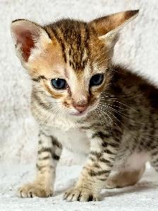 F4/F7SBT Savannah kittens regis.TICA - Photo 3