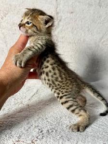 F4/F7SBT Savannah kittens regis.TICA - Photo 6
