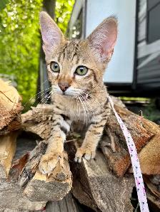 F4/F7SBT Savannah kittens regis.TICA - Photo 9