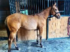 2019 AQHA Stallion. gentle stud. - Photo 4