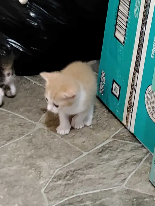 got 1 orange and white male kitten available