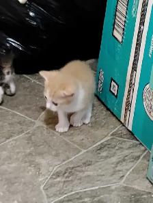 got 1 orange and white male kitten available