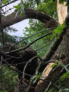 free wood if you cut it down - Photo 2