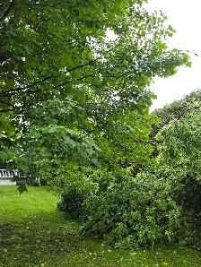 free wood if you cut it down - Photo 5