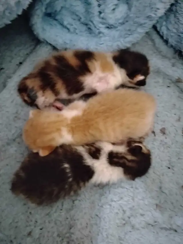 I have 1 orange and white male kitten available