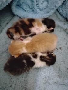 I have 1 orange and white male kitten available