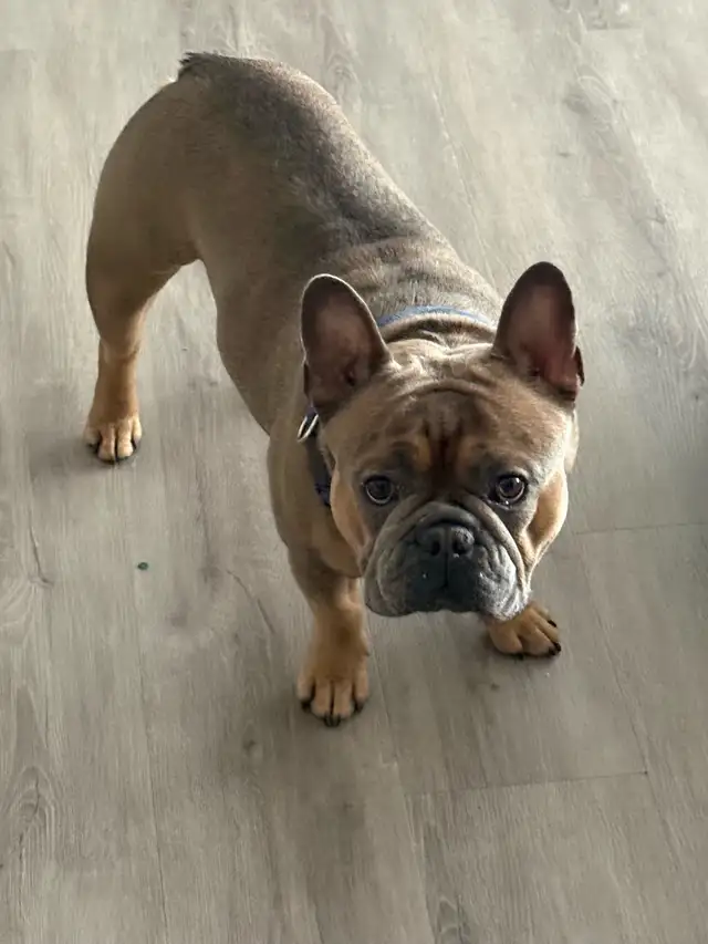 Beautiful Beige Male French Bulldog