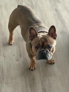 Beautiful Beige Male French Bulldog