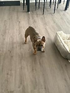 Beautiful Beige Male French Bulldog - Photo 2