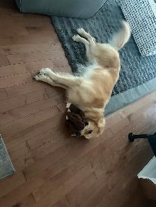 Golden Retriever dog for Sale - Photo 4