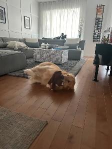 Golden Retriever dog for Sale - Photo 5