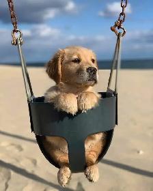Golden Retriever dog for Sale - Photo 9