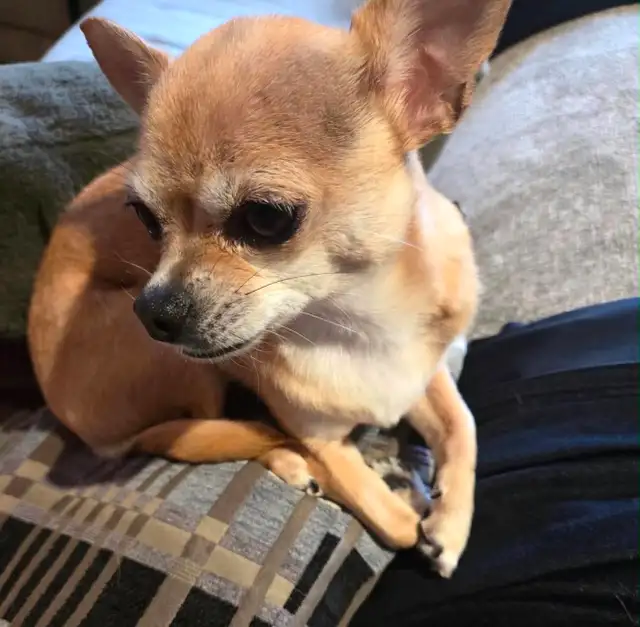 9 year old female chihuahua