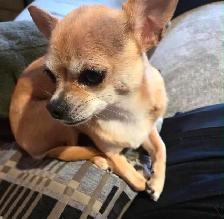 9 year old female chihuahua