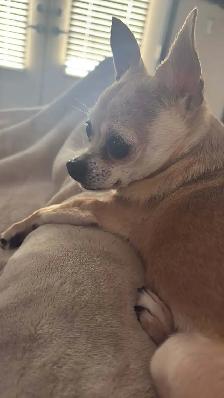 9 year old female chihuahua - Photo 2
