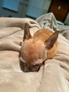 9 year old female chihuahua - Photo 3