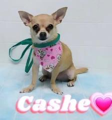9 year old female chihuahua - Photo 4