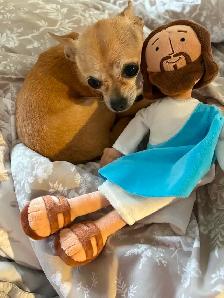 9 year old female chihuahua - Photo 5