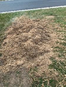 Free Mulch - Photo 2
