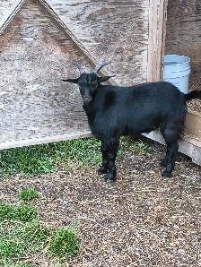 GOATS FOR SALE