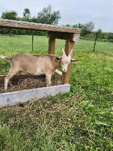 GOATS FOR SALE - Photo 2