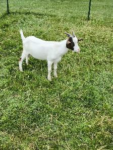 GOATS FOR SALE - Photo 3