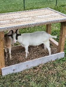 GOATS FOR SALE - Photo 4