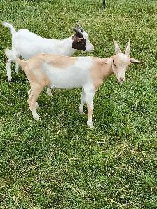 GOATS FOR SALE - Photo 5