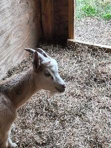 GOATS FOR SALE - Photo 6