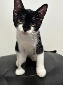 Male kitten looking for his forever home!