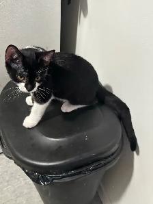 Male kitten looking for his forever home! - Photo 2