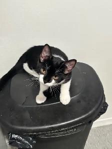 Male kitten looking for his forever home! - Photo 3