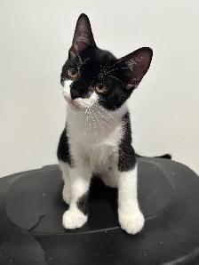 Male kitten looking for his forever home! - Photo 4
