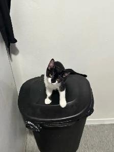Male kitten looking for his forever home! - Photo 5