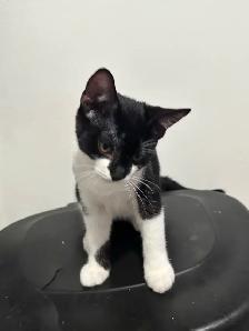 Male kitten looking for his forever home! - Photo 6
