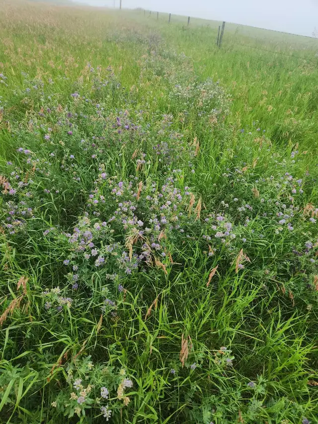 Fresh Cut Hay