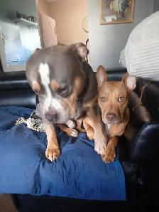 DOG WALKING SERVICES