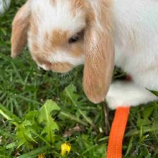 Lapine bélier nain 4 mois!