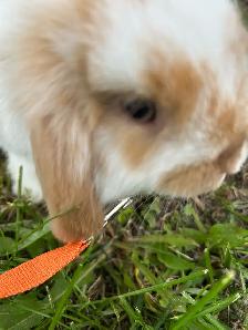 Lapine bélier nain 4 mois! - Photo 2