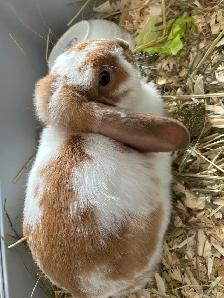 Lapine bélier nain 4 mois! - Photo 3